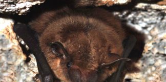 Little brown bat