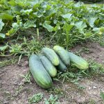How to preserve an abundance of cucumbers by making freezer pickles cucumbers