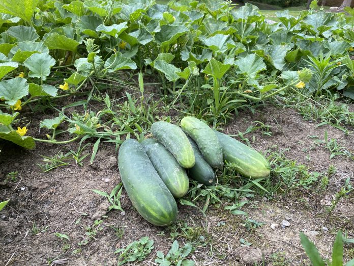 cucumbers cucumbers