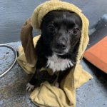 Sick day with the dogs Kym Seabolt's dog, Nova Grace