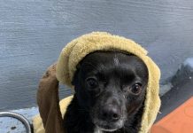 Sick day with the dogs Kym Seabolt's dog, Nova Grace