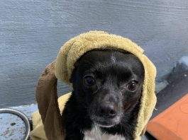 Kym Seabolt's dog, Nova Grace