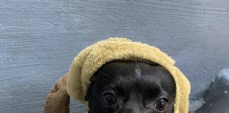 Kym Seabolt's dog, Nova Grace