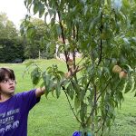 How to determine why your fruit tree isn’t producing fruit Vayda and peaches
