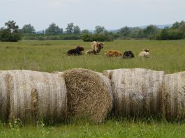 Considerations for restoring pastures after a drought cattle and bales of hay on pasture