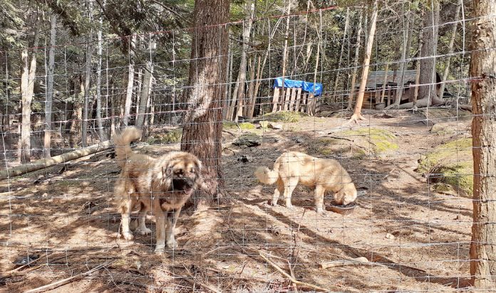 livestock guardian dogs