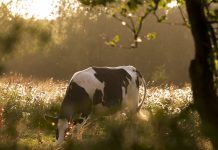 The positive and negative effects of trees on livestock cow grazing
