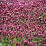 How to plant a cover crop in your vegetable garden crimson clover