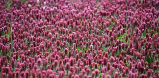 crimson clover