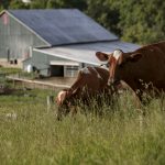 Groups want to create organic, grassfed dairy supply chain in southeast Pa. cows standing in a field of grass