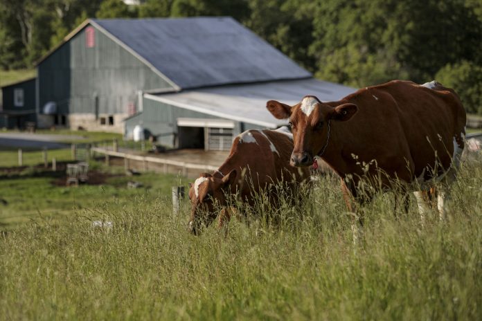 dairy-supply-chain cows standing in a field of grass