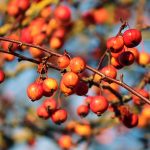 How to find and harvest crabapples crabapples