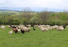 Gambled and lost this grazing season? There is still hope sheep on pasture