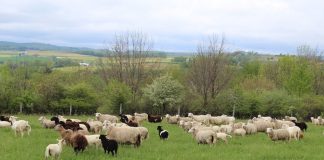 sheep on pasture