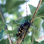 Asian Longhorned Beetle quarantine lifted at state park Asian longhorned beetle