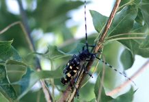 Plans made to combat Asian longhorned beetle in Ohio Asian longhorned beetle