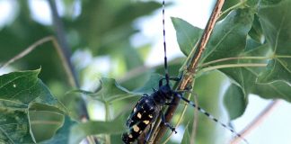 Asian longhorned beetle