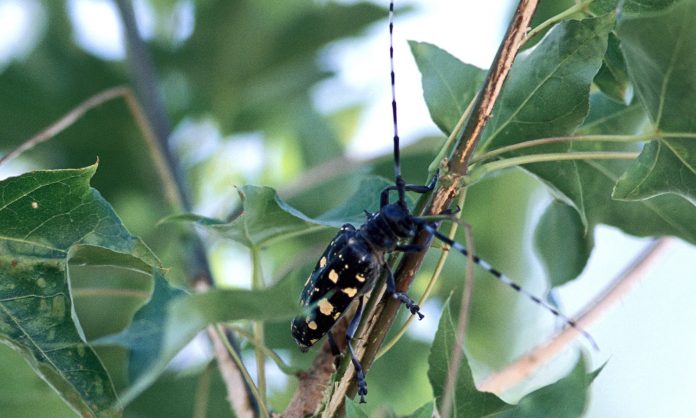Asian longhorned beetle Asian longhorned beetle
