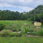 Heirlooms and social media drive Melody Acres Hobby Farm homesteading garden