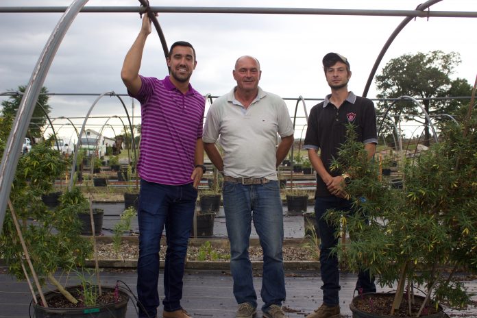 Three men stand near hemp plants growing in pots in a hoophouse.