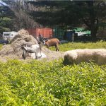 When training livestock guardian dogs, keep an open mind livestock guardian dog puppy and goats