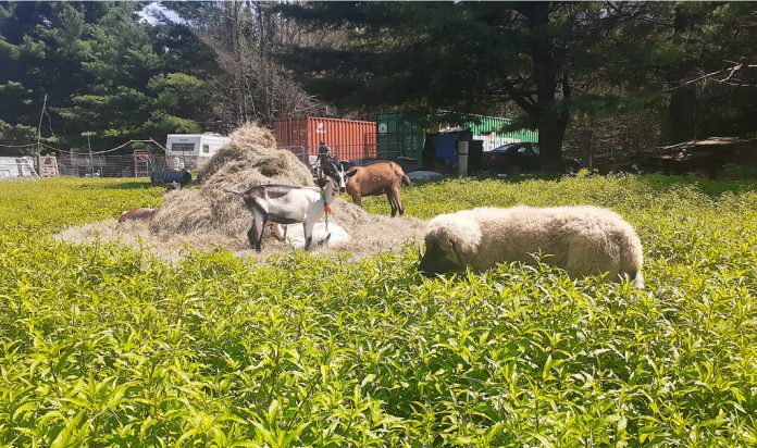 tarma_reina_Aug21 livestock guardian dog puppy and goats