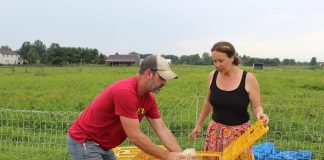 people putting chickens into crates