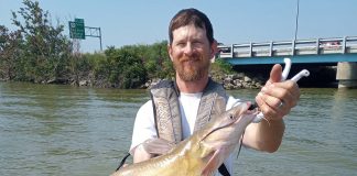 Ohio boasts healthy catfish populations for anglers channel catfish