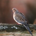 Mourning doves
