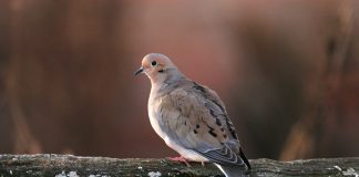Mourning doves
