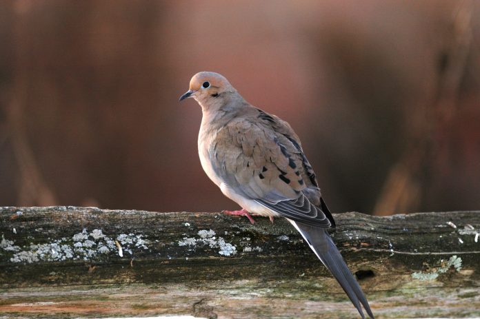 Mourning doves Mourning doves