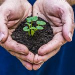 Farm Science Review panelists: Private sector should drive carbon markets A pair of hands hold soil and a small plant.