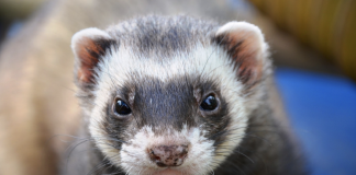 ferret
