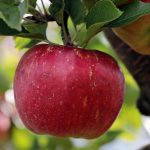 How to determine when apples are ready to pick apple