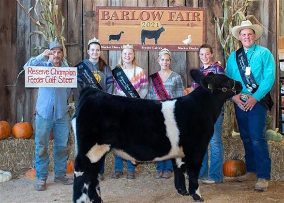 Reserve Champion Feeder Calf Steer