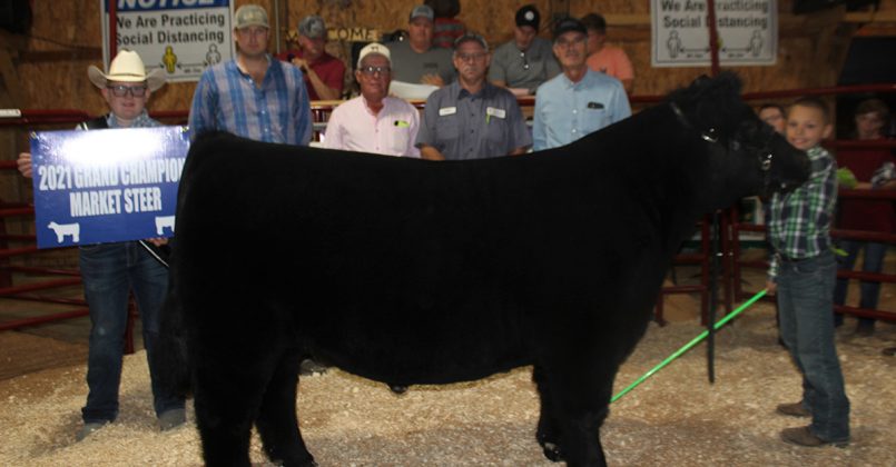 Grand Champion Market Steer