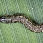 Fall armyworms
