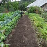 Fall cleanup: Vegetable garden checklist garden