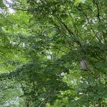 Predicting the winter baldfaced hornets' nest close up