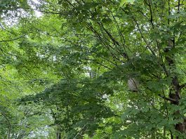 Predicting the winter baldfaced hornets' nest close up
