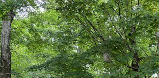 How to identify and avoid hornet and wasp nests during late summer baldfaced hornets' nest close up