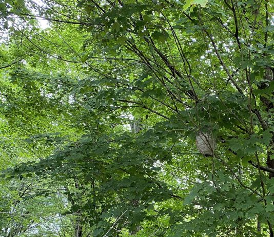 Predicting the winter baldfaced hornets' nest close up