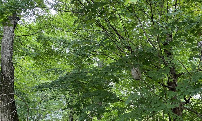 baldfaced hornets' nest close up