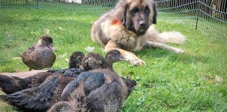 Learning to tend to birds ducks and dog