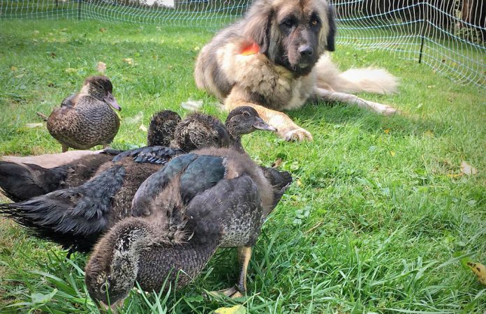 mayabirds_web ducks and dog