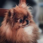 Never known a life without dogs pekingese