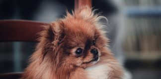 Never known a life without dogs pekingese