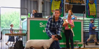 Ohio school district’s solar array now home to new farm girl showing sheep at fair