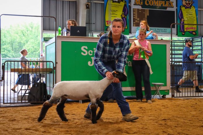 scioto-solar-1 girl showing sheep at fair