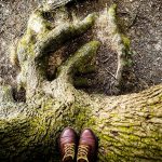 Plant more trees, become a tree ambassador to help the environment tree